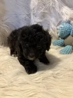 King, a male Poodle - Toy  for sale in Hardy, AR – 4 of 4