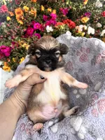 Yoki, a male Pekingese for sale in Hardy, AR – 2 of 5