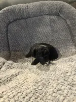 Magic, a female Poodle - Toy  for sale in Hardy, AR – 2 of 3
