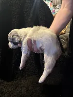 Paco, a male Cockapoo for sale in Hardy, AR – 5 of 10