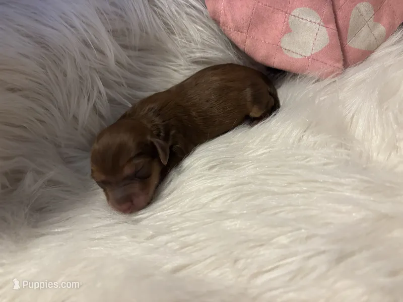 Princess peach – Doxiepoo puppy for sale in Hardy, AR