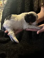 Minnie mouse, a male Cockapoo for sale in Hardy, AR – 4 of 4