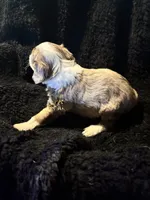 Gizmo, a male Cockapoo for sale in Hardy, AR – 5 of 5