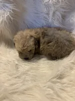 Oliver, a male Poodle - Toy  for sale in Hardy, AR – 5 of 8