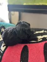 Tango , a male Miniature Aussiedoodle for sale in Hardy, AR – 2 of 4