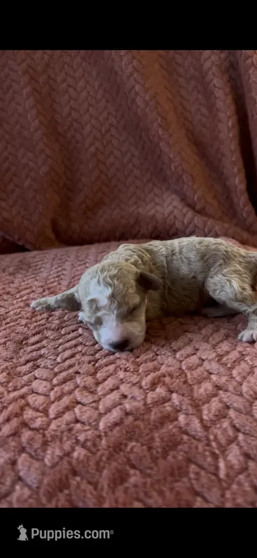 Poppy  – Poodle - Miniature  puppy for sale in Hardy, AR