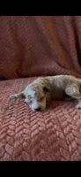 Poppy , a female Poodle - Miniature  for sale in Hardy, AR – 1 of 6