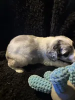Boss , a male Cockapoo for sale in Hardy, AR – 9 of 10