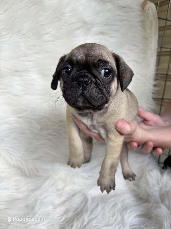 Tod  – Frenchton puppy for sale in Hardy, AR