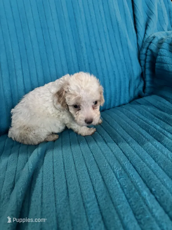 Maverick – Poodle - Miniature  puppy for sale in Hardy, AR