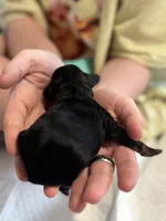 Meg , a female Cockapoo for sale in Hardy, AR – Photo 2 of 3