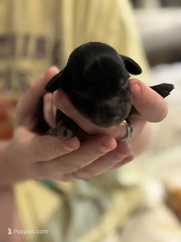 Meg  – Cockapoo puppy for sale in Hardy, AR