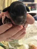 Meg , a female Cockapoo for sale in Hardy, AR – Photo 3 of 3