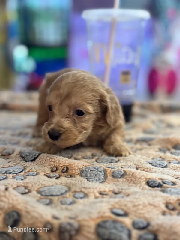 Mario – Doxiepoo puppy for sale in Hardy, AR