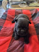 Curly, a male Chinese Shar-Pei and French Bulldog for sale in Hardy, AR – Photo 2 of 4