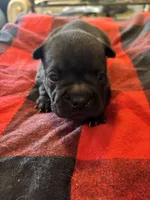 Curly, a male Chinese Shar-Pei and French Bulldog for sale in Hardy, AR – Photo 1 of 4