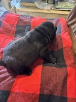 Curly, a male Chinese Shar-Pei and French Bulldog for sale in Hardy, AR – Photo 4 of 4