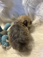 Frank, a male Poodle - Toy  for sale in Hardy, AR – 10 of 10