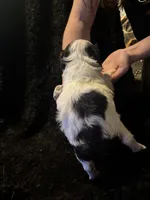 Minnie mouse, a male Cockapoo for sale in Hardy, AR – 3 of 4