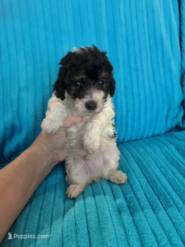 Joker – Poodle - Miniature  puppy for sale in Hardy, AR