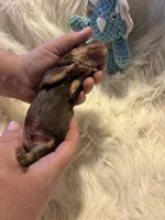 Bowser, a male Doxiepoo for sale in Hardy, AR – 3 of 3