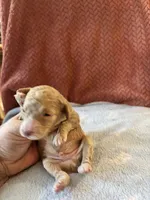 Big Dan, a male Poodle - Miniature  for sale in Hardy, AR – 2 of 7