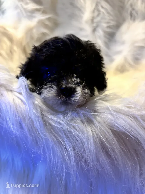 Regina – Poodle - Toy  puppy for sale in Hardy, AR