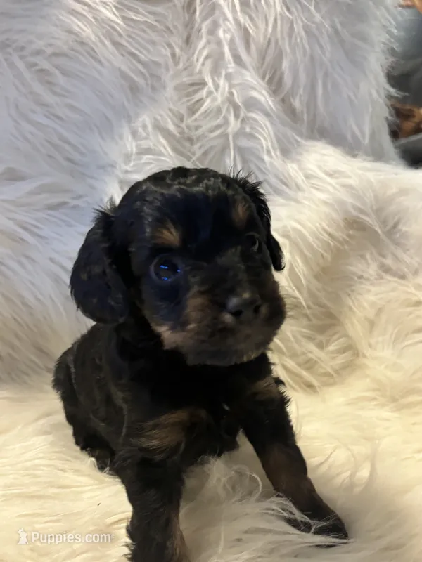 Meg  – Cockapoo puppy for sale in Hardy, AR