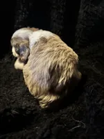 Gizmo, a male Cockapoo for sale in Hardy, AR – 2 of 5