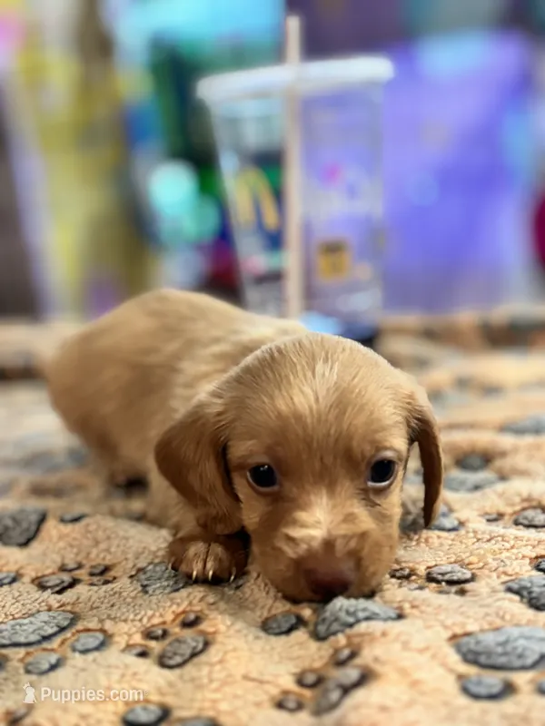 Luigi – Doxiepoo puppy for sale in Hardy, AR