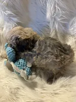 Frank, a male Poodle - Toy  for sale in Hardy, AR – 3 of 10
