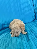 Big Dan, a male Poodle - Miniature  for sale in Hardy, AR – 2 of 10