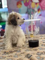 Mouse , a female Poodle - Toy  for sale in Hardy, AR – 3 of 8