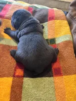 Larry, a male French Bulldog for sale in Hardy, AR – Photo 5 of 5