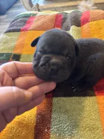 Larry, a male French Bulldog for sale in Hardy, AR – Photo 3 of 5