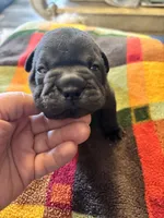 Larry, a male French Bulldog for sale in Hardy, AR – Photo 2 of 5