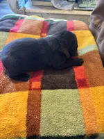 Larry, a male French Bulldog for sale in Hardy, AR – Photo 4 of 5