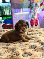 Princess peach, a female Doxiepoo for sale in Hardy, AR – 5 of 9