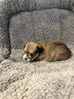 Piper, a female Shihpoo for sale in Hardy, AR – 2 of 3