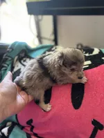 Scamp, a male Miniature Aussiedoodle for sale in Hardy, AR – 2 of 4