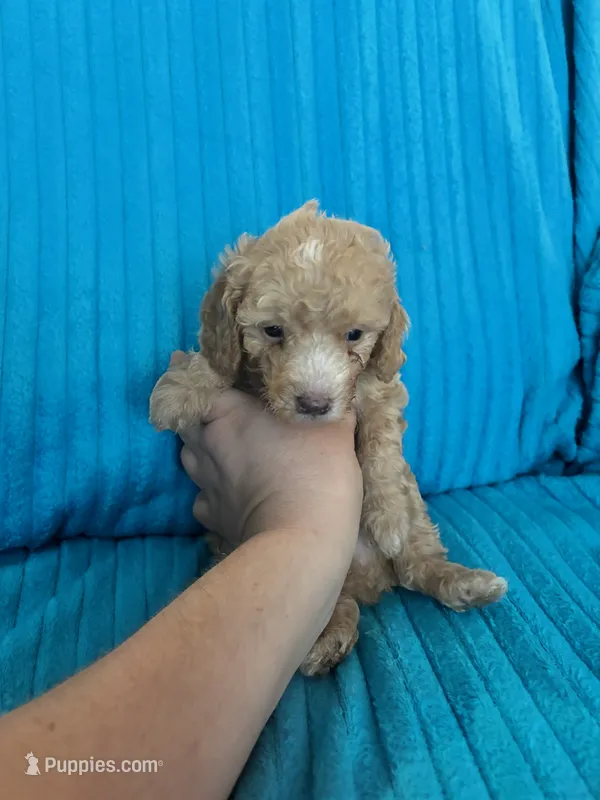 Littlr, Dan – Poodle - Miniature  puppy for sale in Hardy, AR