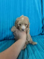 Littlr, Dan, a male Poodle - Miniature  for sale in Hardy, AR – 1 of 9