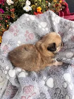 Cashew, a male Pekingese for sale in Hardy, AR – 3 of 4