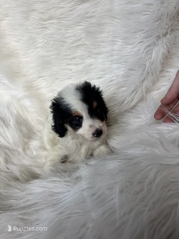 Minnie mouse – Cockapoo puppy for sale in Hardy, AR