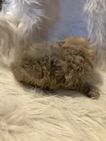 Oliver, a male Poodle - Toy  for sale in Hardy, AR – 4 of 8