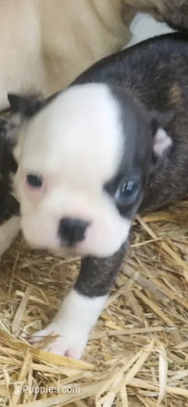 Stark Junior, a male Frenchton for sale in Hardy, AR – 1 of 1