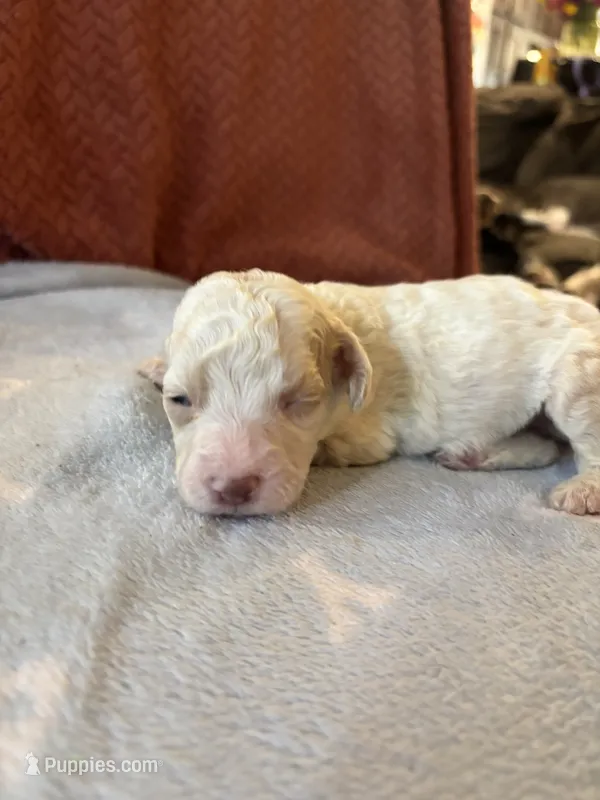 Maverick – Poodle - Miniature  puppy for sale in Hardy, AR