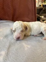 Maverick, a male Poodle - Miniature  for sale in Hardy, AR – 1 of 5