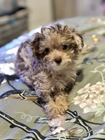 Ruby, a female Miniature Aussiedoodle for sale in Hardy, AR – 10 of 10