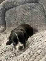 Remington, a male Shihpoo for sale in Hardy, AR – 2 of 3